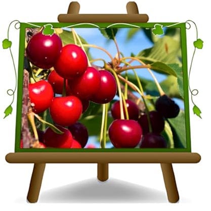 cerise doux Durone noir II de Vignola - plante de fruits vieux porte-greffe franc sur pot de 20 - arbre max 170 cm - 2 ans