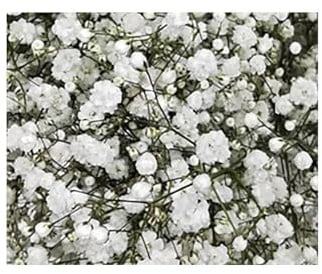 JARDIN202 - Paniculata | Flor Natural | Ramo de 25 tallos | Blanco | 80cm de alto