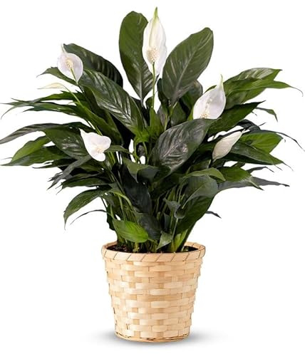 From You Flowers - Serene Peace Plant for Birthday, Anniversary, Get Well or Celebration