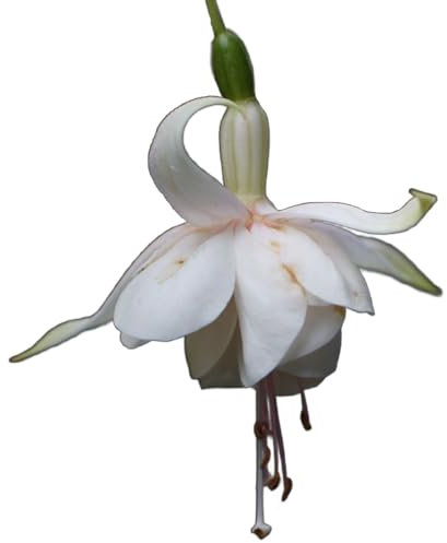 Fuchsia Plants, 'Annabel', 3 x Full Plants in 9cm Pots, Fuchsias, Garden Ready and Ready to Plant, Premium Quality Garden Perennials