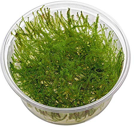 Aqua Plants Stringy Moss - Leptodictyum riparium - in-Vitro