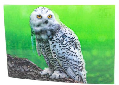3 D Ansichtskarte Schneeeule Postkarte Wackelkarte Hologrammkarte Tiere Eule Vogel Greifvogel