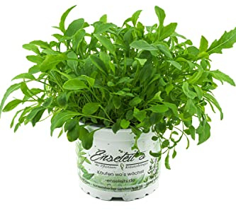 Wasabi Rucola Pflanze, Salatrauke, DIPLOTAXIS ERUCOIDES, Aus Nachhaltigem Anbau!