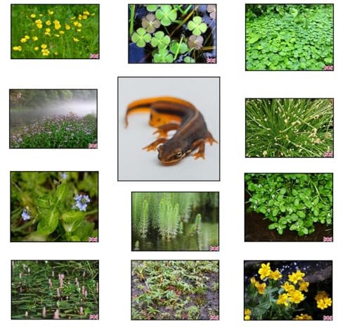 Lincolnshire Pond Plants Ltd Crested Newt Marginal 8 Potted Pack