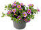 Exotenherz - Zauberglöckchen - Minihängepetunie - Calibrachoa - 12cm Topf - Set mit 3 Pflanzen - zweifarbig lila-gelb