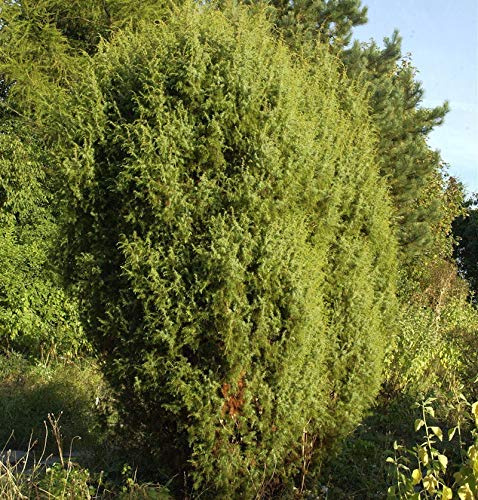 Gemeiner Wacholder 40-60cm - Juniperus communis - lebende Gartenpflanze aus den Baumschulen