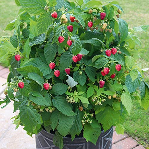 Raspberry Plants Ready to Plant UK 'Summer Lovers Patio Red' Dwarf Autumn Fruiting Variety Patio Fruit Bush Hardy Shrub Garden Raspberries Ideal for Container Growing 1x 9cm Potted Plants by T&M