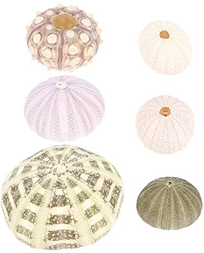 6 Stück Seeigel Deko - Aquarium Dekorationen, Realistische Muscheln, DIY Möglichkeiten, Heimtextilien, Schreibtischmöbel, Bunte Farben, 6X6X4 cm