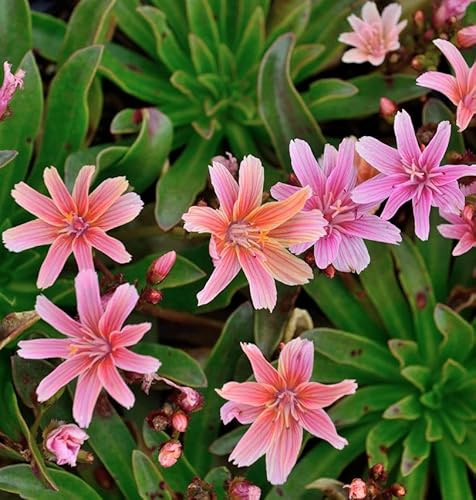 Bitterwurz Little Plum - Lewisia longipetala - lebende Gartenpflanze aus den Baumschulen