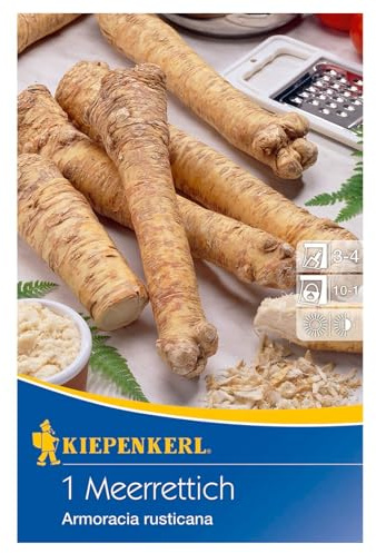 Kiepenkerl Meerrettich 'Armoracia rusticana', braun