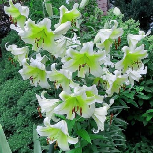 Lilienzwiebeln-Winterhart MehrjäHrig,Lilien Zwiebeln Winterhart Mehrjährig,Lilien Pflanzen,Lilien Blumenzwiebeln,Lilien Zwiebeln,Lilie Zimmerpflanze,Bonsai Pflanze-4zwiebeln-e