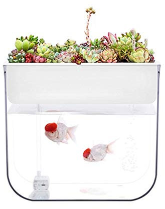 MUMUCW Mini Aquaponic Ökosystem Aquarium wachsen Pflanzen Samen-Keimgerät Quecke Sprouts hydroponischen Reinigung des Ökosystems Wasser-Garten-Fisch-Behälter