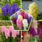 Jacinthes parfumées (15 pièces) Collection, 5 variétés, 3 de chaque couleur, vivaces, résistantes à l'hiver Mélange de bulbes, mélange de Hollande pour jardin, pot, verre (gros bulbes de Jacinthe)