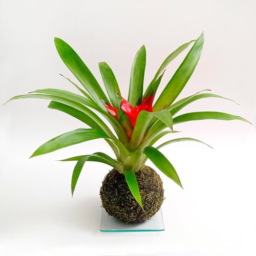Kokedama Guzmania | Kokedama Interior | Bola de Musgo | Planta Natural | Planta Interior | Decoración | Planta estilo Japonés