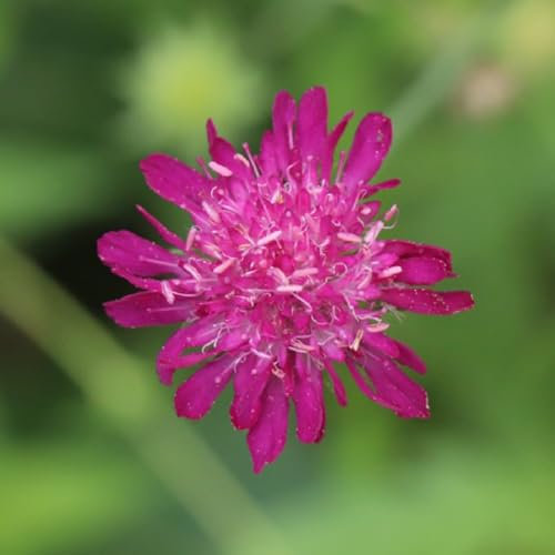 120 piezas semillas sarnosas, semillas de hierbas, semillas (Knautia macedónica) regalo de semillas, jardín de flores flores resistentes, jardín Regalos para entusiastas de la jardinería,