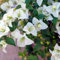 Semi di bouganville - Bouganville piante rampicanti piante sempreverdi resistenti semi di bonsai da interno - Piante rare - alberi giardino erbe piante resistenti 800pcs