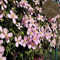 Saterkali Clematis-Samen, 100 Stück/Beutel Clematis-Samen, gesund, einfach zu pflanzen, DIY-Haus, dekorative Pflanzen, Samen für Zuhause Rosa Clematis-Samen