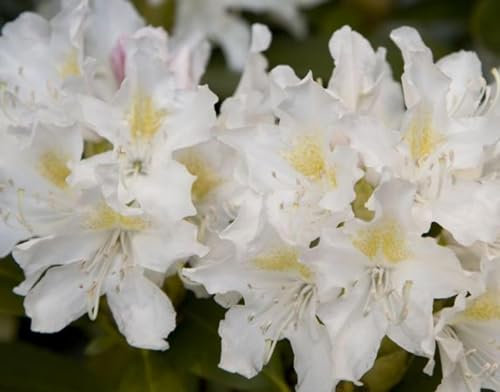 Rhododendron Hybride Cunningham's White - Großblumige Alpenrose - 30-40