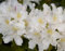 Rhododendron Hybride Cunningham's White - Großblumige Alpenrose - 30-40