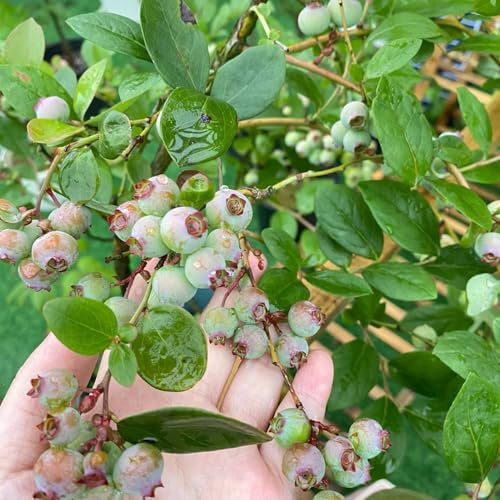 100 pz Semi di mirtillo selvatico, giardino di frutta esotica Semi di piante di mirtillo, Bueberry, alberi da frutto colonnari, piante esotiche resistenti regalo del giardino dei semi