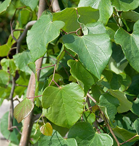 Hängender Judasbaum Cascading Hearts 125-150cm - Cercis canadensis - lebende Gartenpflanze aus den Baumschulen