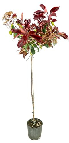 Pianta di PHOTINIA RED ROBIN alberello FOGLIA ROSSA h 120cm VASO 24 FOTO REALE AMDGarden