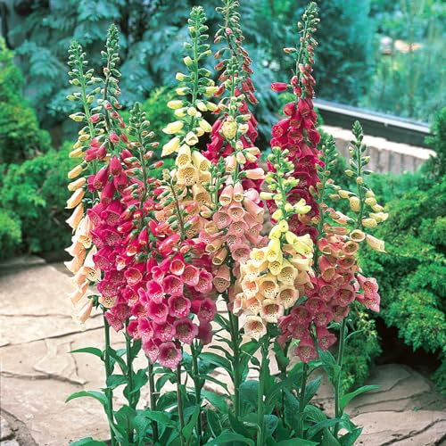 Carbeth Plants - Foxglove Digitalis purpurea Mixed - Flowering Perennial in 1L Pot - Ideal for Pollinators (1)
