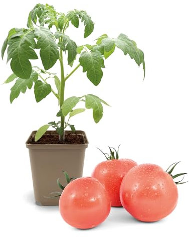 FLORTUS Fleischtomatenpflanze Berner Rose | 1 Pflanze | Tomaten Pflanze für Balkon und Garten | Tomatenpflanze im Topf Rosarot | 9 x 9 cm | Jungpflanze