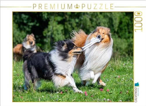 CALVENDO Puzzle Collies sind verspielt | 1000 Teile Lege-Größe 64 x 48 cm Foto-Puzzle für glückliche Stunden