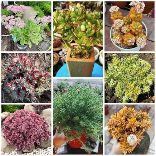 500 Pc Semillas De Sedum Resistentes - Semillas De Flores Silvestres, Semillas De Lecho Elevado Semillas De Sedum, Plantas Resistentes Para Jardín, Flores Resistentes. Semillas De