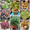 500 Pc Semillas De Sedum Resistentes - Semillas De Flores Silvestres, Semillas De Lecho Elevado Semillas De Sedum, Plantas Resistentes Para Jardín, Flores Resistentes. Semillas De