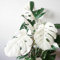 TOYHEART 100Pcs Premium Blumensamen, Balanopsis Lanceolata Seeds Starke Überlebensfähigkeit Immergrüne Weiße Schöne Mehrjährige Monstera-Samen Für Den Haushalt Weiß