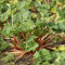 Rabarberpflanze Mehrjährig - Rhabarber Victoria Samen - Gemüse Hochbeet, Winterharte Pflanzen Für Garten Gartenpflanzen Winterhart Mehrjährig - 5 Stück
