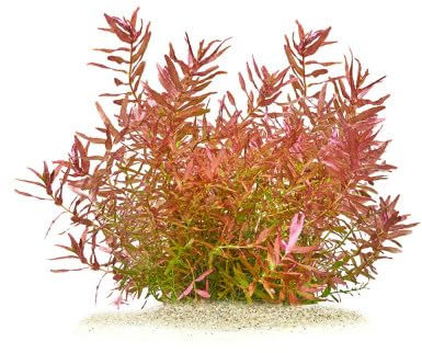 Rotala Macrandra “Mini Butterfly” - *TOP-RARITÄT* x1 Bund - Wasserpflanzen für Aquarien