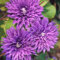 Clematis 'Multi Blue', 2er-Set, violett, Höhe 60-80 cm, Topf 2 Liter