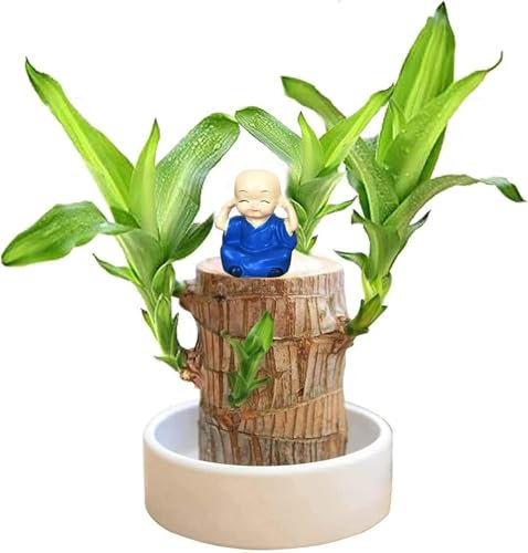 Brasilien Glücksholz Pflanze Set Kleine Mini Glücksholz Aus Brasilien Brasilianische Holzpflanze mit Mönchsstatuen Desktop Pflanze Brazilian Wood Plant Pflanzenstumpf Hydrokulturpflanze (Blau)