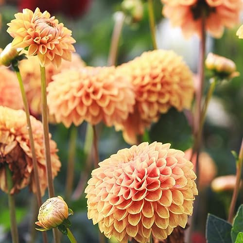 10 Pcs Dahlien Knollen, Winterharte Dahlien Pflanzen Für Sonnige Plätze, Gartenblumen Dahlien Zwiebeln, Winterharte Pflanzen Für Balkon,Zwiebeln Frisch Luftreinigende Zimmerpflanzen