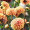 10 Pcs Dahlien Knollen, Winterharte Dahlien Pflanzen Für Sonnige Plätze, Gartenblumen Dahlien Zwiebeln, Winterharte Pflanzen Für Balkon,Zwiebeln Frisch Luftreinigende Zimmerpflanzen