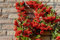 Piracanta rossa Pyracantha coccinea Agazzino pianta da siepe sempreverde vera da esterno in vaso ø8 bio cm Vivaio di castelletto