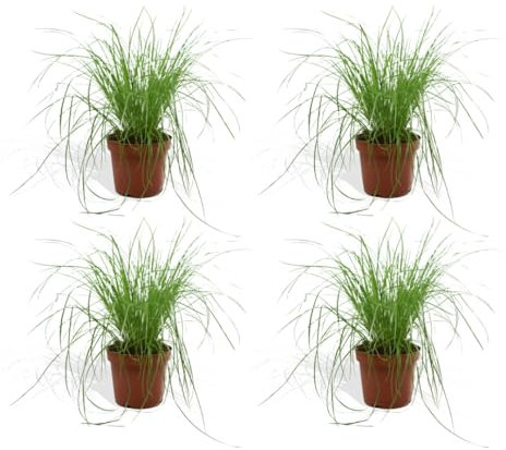 DutchLeafs Cyperus Zumula Echtes Katzengras 4 Stück - Topf 12 cm - Frisches Katzengras für Katzen Fertig Gewachsen Zyperngras Ungiftig Pflegeleichte Zimmerpflanze - Höhe 20-25 cm