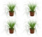 DutchLeafs Cyperus Zumula Echtes Katzengras 4 Stück - Topf 12 cm - Frisches Katzengras für Katzen Fertig Gewachsen Zyperngras Ungiftig Pflegeleichte Zimmerpflanze - Höhe 20-25 cm