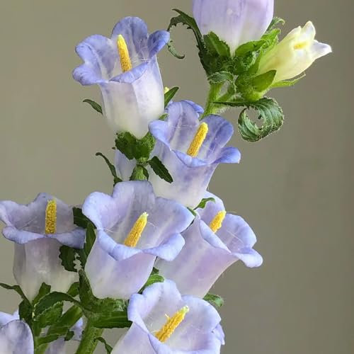 200 Pcs Glockenblume Winterhart Samen - Campanula Medium - Wildblumensamen, Hochbeet Samen Glockenblume Samen, Blumensamen Balkon, Winterharte Kübelpflanzen Winterharte Pflanzen Für