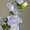 200 Pcs Glockenblume Winterhart Samen - Campanula Medium - Wildblumensamen, Hochbeet Samen Glockenblume Samen, Blumensamen Balkon, Winterharte Kübelpflanzen Winterharte Pflanzen Für