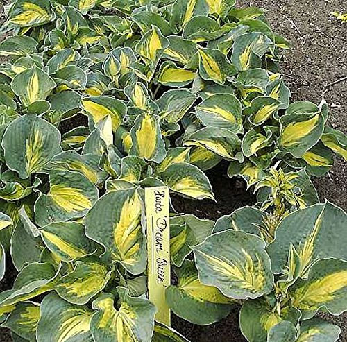 Funkie Dream Queen - Hosta Hybrid - lebende Gartenpflanze aus den Baumschulen