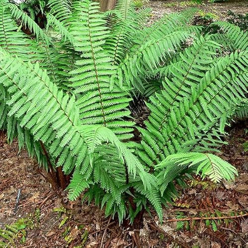 6x Wallichs Wurmfarn - Dryopteris wallichiana - Topf 9x9cm
