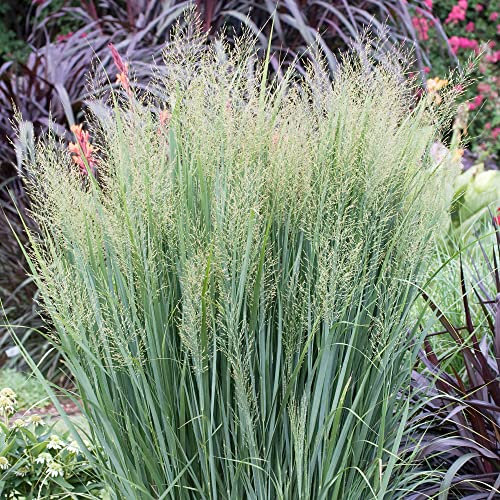 Panicum Northwind - Switch Grass - Deciduous Perennial Grass Outdoor Plant - Garden Ready Plant for Borders and Bedding (9cm Pot, 20-30cm)