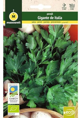 Mascarell Semillas, PEREJIL GIGANTE DE ITALIA, Semillas Ecológicas, 6 Gramos