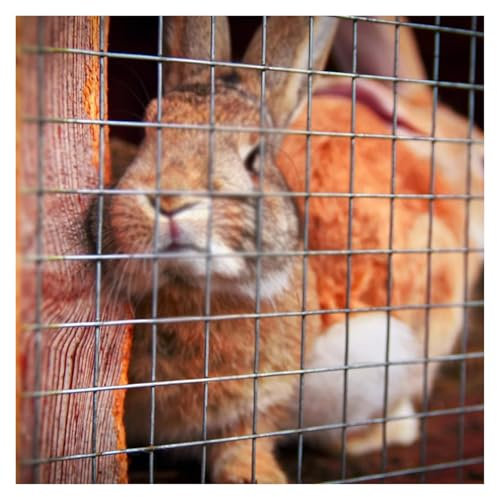 DTVEW Malla de Alambre Inoxidable 304, Cercado de Alambre de Gallinero Rejilla Metálica para Jardín de Seguridad, 30mm/1.5mm Red Anticaída, Red de Seguridad(31inx75ft(0.79x23m))