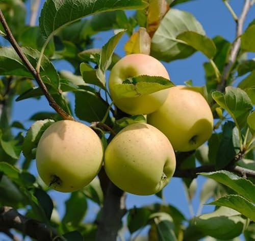 Golden Delicious, Apfelbaum, Buschbaum (kleinbleibend), 100-120cm im Topf