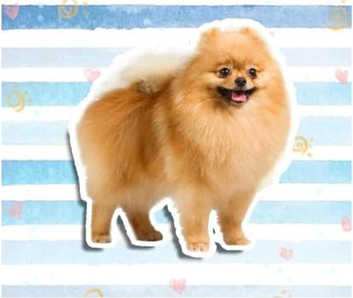 13 Cm X 12,5 Cm Perro Pomerania Encantadora Etiqueta Engomada Del Animal Doméstico Calcomanía De Vinilo Taza Para Auto Portátil Nevera 3D Car Styling Animal Car Pegatinas （2 Piezas）